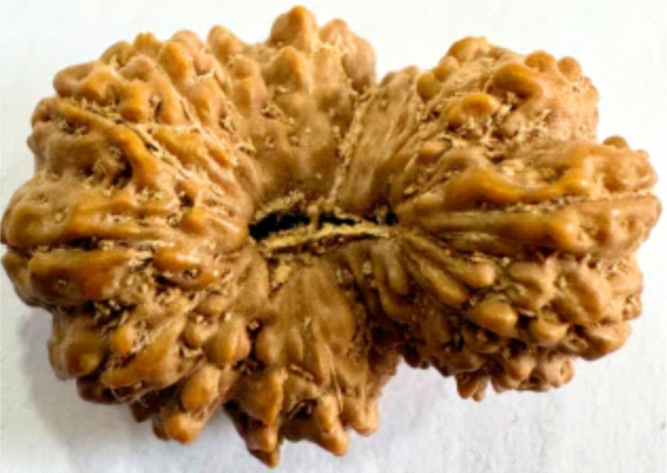 19 Mukhi Rudraksha