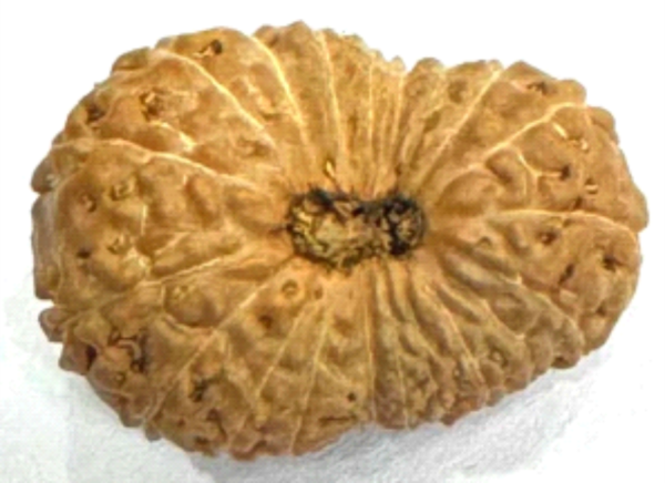 20 Mukhi Rudraksha – The Bead of Supreme Knowledge & Divine Power