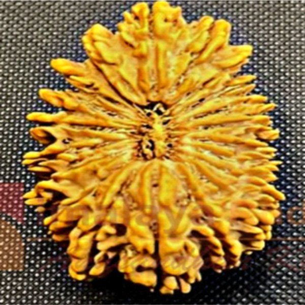 21 Mukhi Rudraksha – The Bead of Supreme Power & Abundance