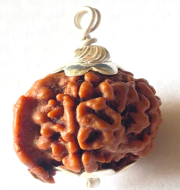 Ganesh Mukhi Rudraksha – The Bead of Wisdom, Success, and Prosperity