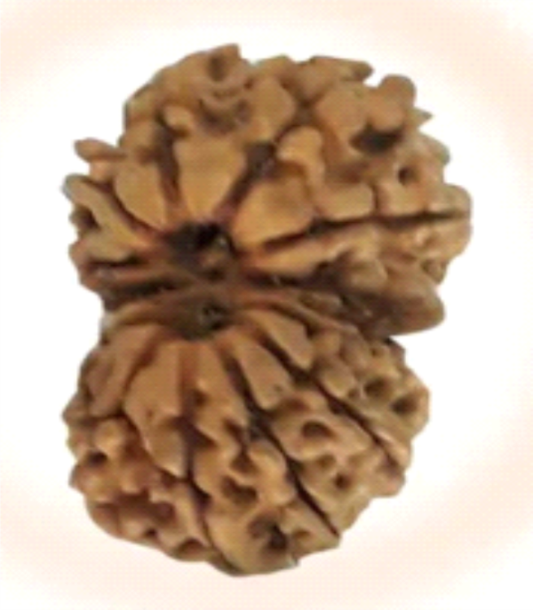 Natural Gaurishankar Rudraksha – The Bead of Unity, Love, and Divine Blessings