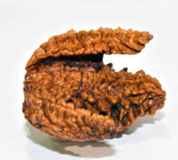 Rare Antique Rudraksha with Natural Kamal (Lotus) – A Divine Symbol of Maha Lakshmi’s Blessings
