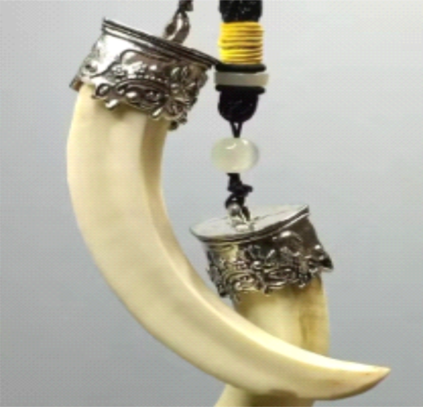 Shukra Dant (Pig Tooth) Energized in Silver Locket