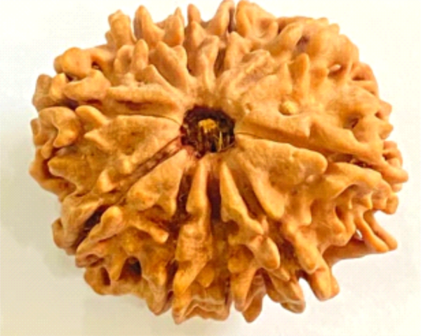10 Mukhi Rudraksha: The Bead of Divine Protection & Success
