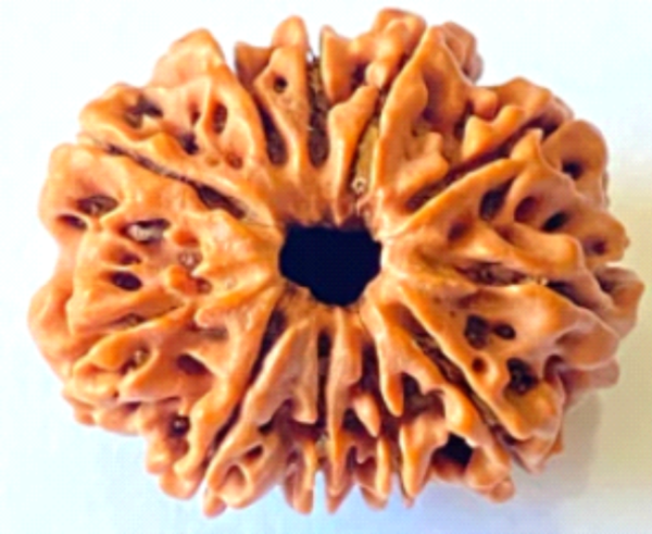 11 Mukhi Rudraksha: The Bead of Wisdom, Success & Spiritual Awakening