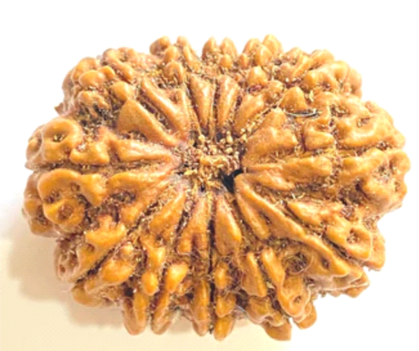 12 Mukhi Rudraksha: The Bead of Power, Leadership & Radiance