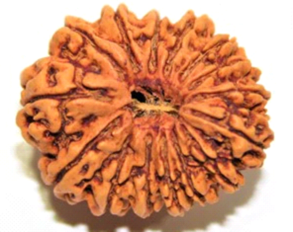 15 Mukhi Rudraksha: The Bead of Fulfillment, Success & Spiritual Growth