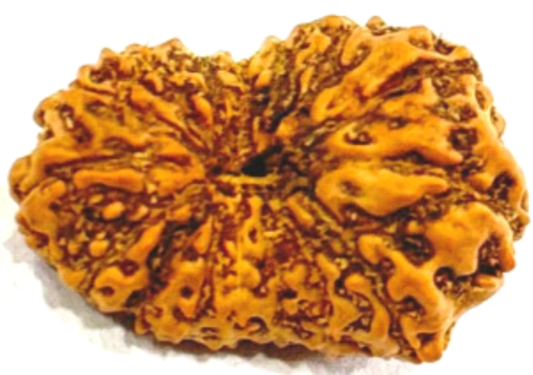 16 Mukhi Rudraksha: The Bead of Strength, Protection & Harmony