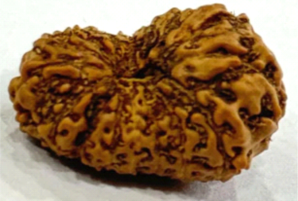 17 Mukhi Rudraksha