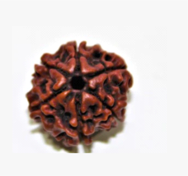 Six Mukhi Rudraksha: The Bead of Wisdom, Power & Prosperity