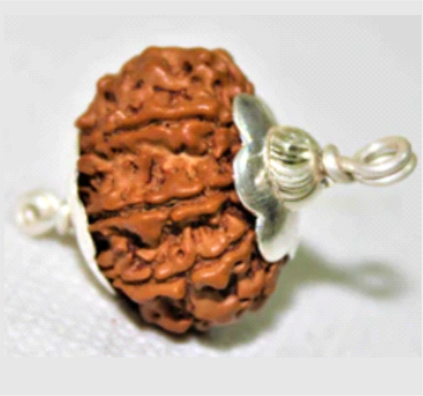 7 Mukhi Rudraksha: The Bead of Prosperity, Peace & Divine Blessings